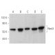 Rent3 Antibody (C-2) - Western Blotting - Image 369458 