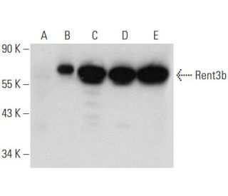 Rent3 Antibody (E-8) - Western Blotting - Image 309615 