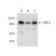 REP-2 Antibody (E-4) - Western Blotting - Image 306551 