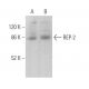 REP-2 Antibody (E-4) - Western Blotting - Image 369438