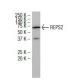 REPS2 Antibody (K-18) - Western Blotting - Image 34199