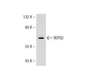 REPS2 Antibody (K-18) - Western Blotting - Image 146760 
