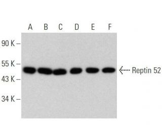 Reptin 52 Antibody (B-5) - Western Blotting - Image 358571 
