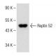 Reptin 52 Antibody (D-6) - Western Blotting - Image 150160