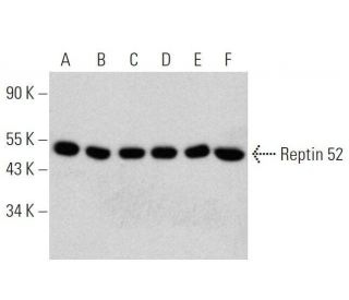 Reptin 52 Antibody (D-6) - Western Blotting - Image 358573 