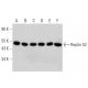 Reptin 52 Antibody (D-6) - Western Blotting - Image 358573 