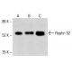 Reptin 52 Antibody (D-6) - Western Blotting - Image 414566 