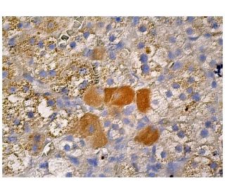 immunohistochemistry image from recommended Ret (C-3) monoclonal antibody replacement. Image 263031