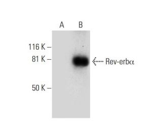 Rev-erbα Antibody (E-12) - Western Blotting - Image 292977Each CRISPR/Cas9 Knockout (KO) Plasmid product consists of a pool of 3 plasmids designed to ensure identification and cleavage of a specific gene for maximum knockout efficiency. Each plasmid encodes a unique 20 nt sequence derived from the GeCKO (v2) library.