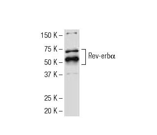Rev-erbα Antibody (RS-14) - Western Blotting - Image 34280The Double Nickase Plasmid features a U6 promoter for sgRNA expression, a 20 nt targeting sequence, and a gRNA scaffold to guide Cas9n. It includes a CBh promoter for Cas9n (D10A) and puromycin resistance, GFP for transfection verification, and nuclear localization signals (NLS). The 2A peptide allows co-expression of Cas9n and Puro from a single promoter, enabling precise genome editing with reduced off-target effects.
