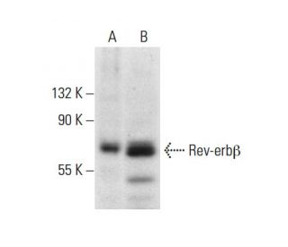 Rev-erbβ Antibody (D-8) - Western Blotting - Image 303469