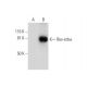 Rev-erbα Antibody (E-12) - Western Blotting - Image 292977