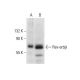 Rev-erbβ Antibody (D-8) - Western Blotting - Image 303469 