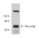 Rev-erbβ Antibody (D-8) - Western Blotting - Image 358960