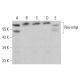 Rev-erbβ Antibody (D-8) - Western Blotting - Image 381777 