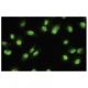 Rev-erbβ Antibody (QK-6) - Immunofluorescence - Image 35725