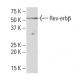 Rev-erbβ Antibody (QK-6) - Western Blotting - Image 34281 
