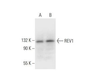 western blotting image from recommended REV1 (A-11) monoclonal antibody replacement. Image 295716