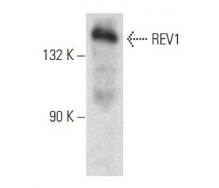 REV1 Antibody (A-11) - Western Blotting - Image 357282