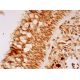 Rex-1 Antibody (E-11) - Immunohistochemistry - Image 293472 