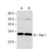 Rex-1 Antibody (E-11) - Western Blotting - Image 281628 