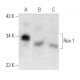 Rex-1 Antibody (E-11) - Western Blotting - Image 357308