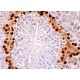 Rex-1 Antibody (F-1) - Immunohistochemistry - Image 379123 