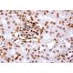 Rex-1 Antibody (F-1) - Immunohistochemistry - Image 379124