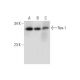 Rex-1 Antibody (F-1) - Western Blotting - Image 325146 