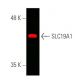 SLC19A1 Antibody (D-6) - Western Blotting - Image 391237