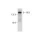 RFC1 Antibody (B-5) - Western Blotting - Image 135442 