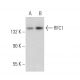 RFC1 Antibody (B-5) - Western Blotting - Image 372782