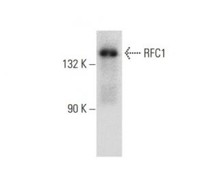 western blotting image from recommended RFC1 (B-5) monoclonal antibody replacement. Image 135442