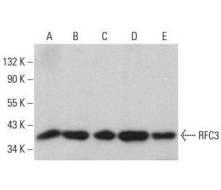 RFC3 Antibody (G-10) - Western Blotting - Image 377071 