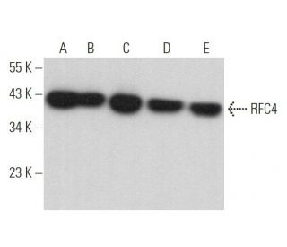 RFC4 Antibody (E-12) - Western Blotting - Image 373157 