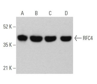 western blotting image from recommended RFC4 (C-9) monoclonal antibody replacement. Image 362518