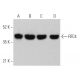 western blotting image from recommended RFC4 (C-9) monoclonal antibody replacement. Image 362518