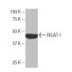 RFLAT-1 Antibody (IP-2) - Western Blotting - Image 53954
