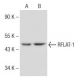 RFLAT-1 Antibody (IP-2) - Western Blotting - Image 148931 
