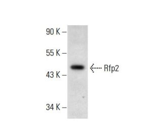 Rfp2 Antibody (A-2) - Western Blotting - Image 301407 