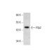 Rfp2 Antibody (A-2) - Western Blotting - Image 301407 
