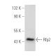 Rfp2 Antibody (A-2) - Western Blotting - Image 388984