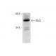 Rfp2 Antibody (E-6) - Western Blotting - Image 293091 