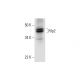 Rfp2 Antibody (E-6) - Western Blotting - Image 294532 