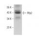 Rfp2 Antibody (E-6) - Western Blotting - Image 377695