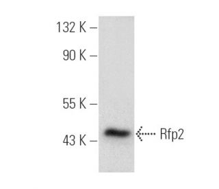 Rfp2 Antibody (A-2) - Western Blotting - Image 388984