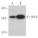 RFX-B Antibody (E-4) - Western Blotting - Image 333449 