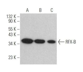 RFX-B Antibody (E-4) - Western Blotting - Image 373265 