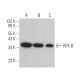 RFX-B Antibody (E-4) - Western Blotting - Image 373265 