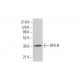 RFX-B Antibody (E-4) - Western Blotting - Image 385225
